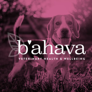 b'ahava case study thumbnail with a dog in the background
